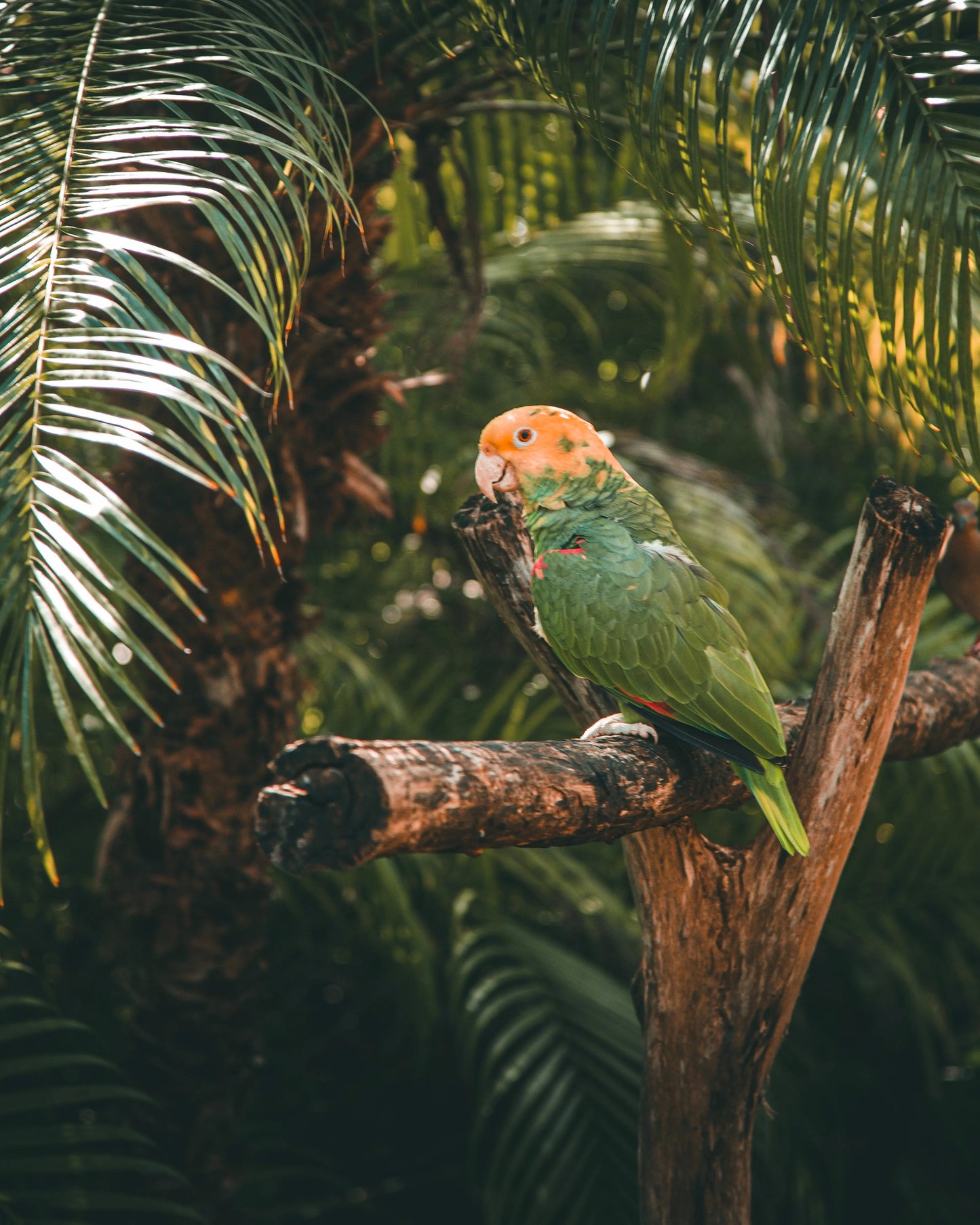 Parrot | Mexico - Image #1