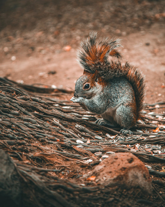 Squirrel | Mexico - Image #1