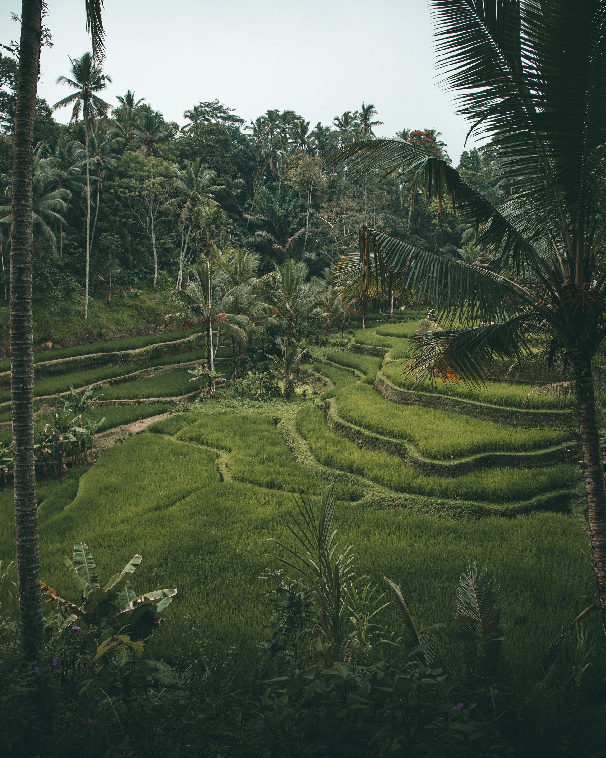 Tegalalang Ricefields | Bali - Image #1