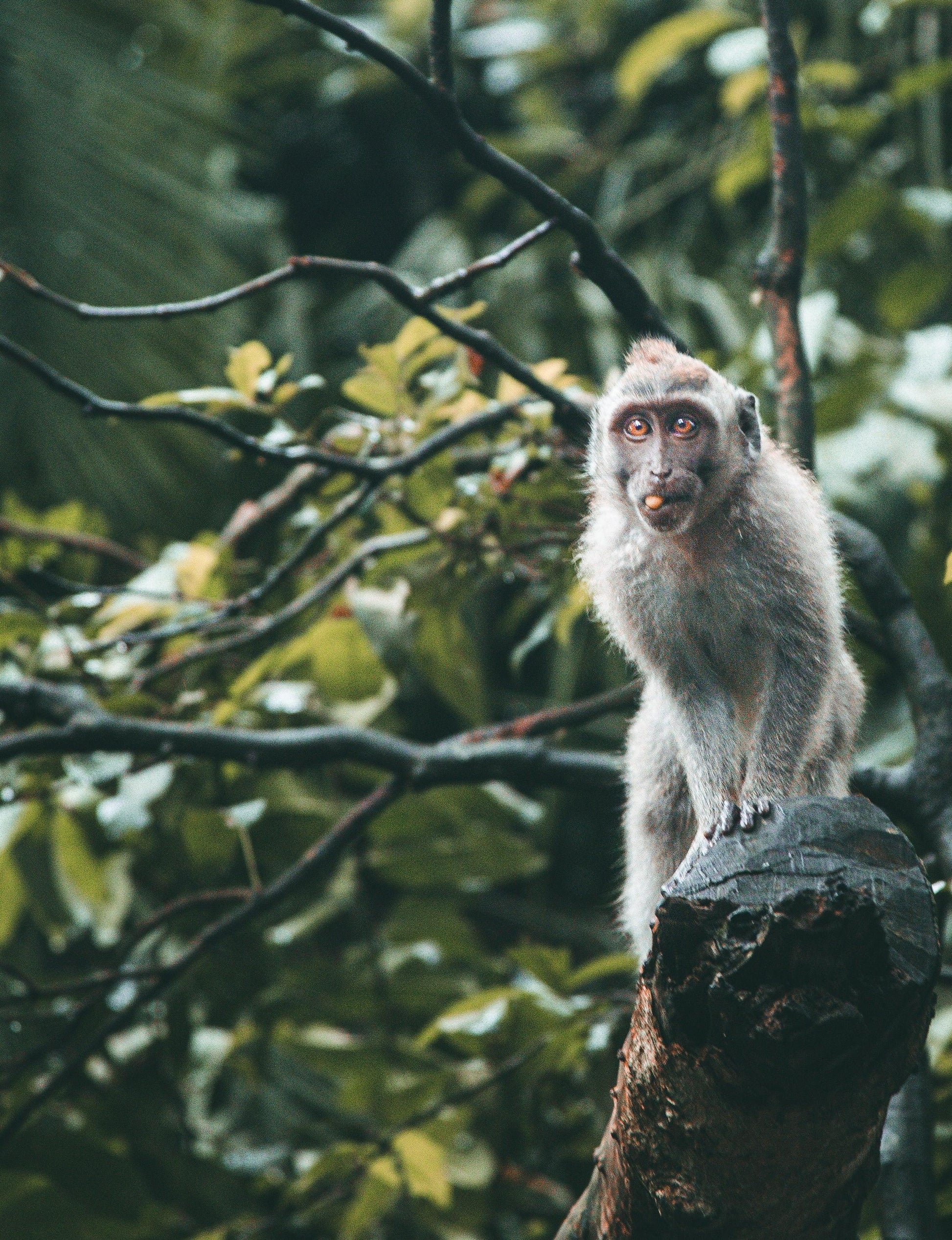 Monkey | Bali - Image #1